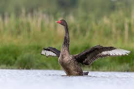 Attēlu rezultāti vaicājumam “Cygnus atratus”