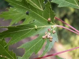 Attēlu rezultāti vaicājumam “Vasates quadripedes”