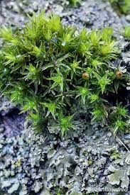 Attēlu rezultāti vaicājumam “Orthotrichum patens”