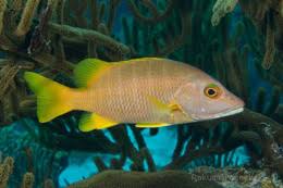 Image result for Lutjanus apodus