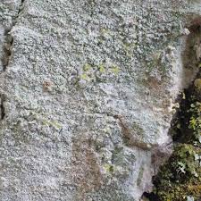 Attēlu rezultāti vaicājumam “Phlyctis agelaea”