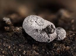 Attēlu rezultāti vaicājumam “Badhamia dubia macro”