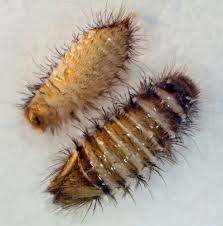 Attēlu rezultāti vaicājumam “Anthrenus verbasci”