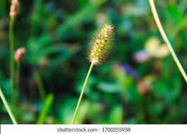 Attēlu rezultāti vaicājumam “Setaria glauca”