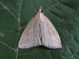 Attēlu rezultāti vaicājumam “Udea lutealis”