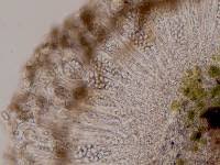 Attēlu rezultāti vaicājumam “Candelariella sp.”