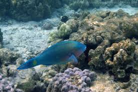 Image result for Scarus psittacus