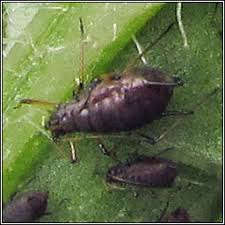 Attēlu rezultāti vaicājumam “Uroleucon cirsii”