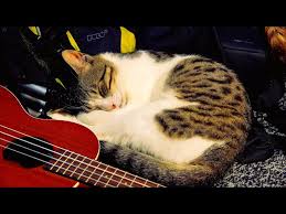 Image result for Cat sleeping in guitar