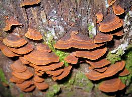 Attēlu rezultāti vaicājumam “Hymenochaete rubiginosa”