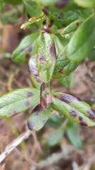 Attēlu rezultāti vaicājumam “Mycosphaerella millegrana”