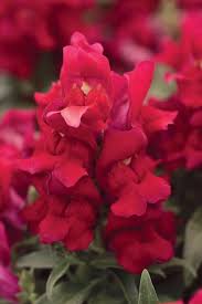 Attēlu rezultāti vaicājumam “Antirrhinum majus flower”