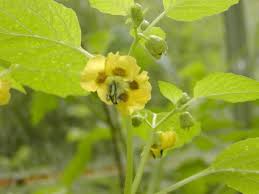 Attēlu rezultāti vaicājumam “Physarum alexandrowiczii”