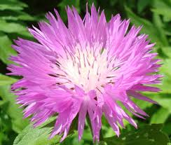 Attēlu rezultāti vaicājumam “Centaurea”