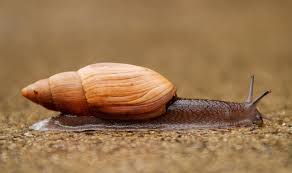 Attēlu rezultāti vaicājumam “Mollusca”