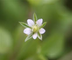 Attēlu rezultāti vaicājumam “Moehringia trinervia flower”