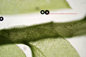 Attēlu rezultāti vaicājumam “Plagiothecium denticulatum”