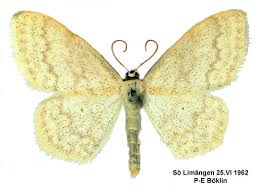 Attēlu rezultāti vaicājumam “Scopula floslactata”