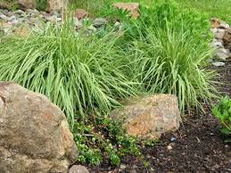 Attēlu rezultāti vaicājumam “Molinia caerulea leaf”