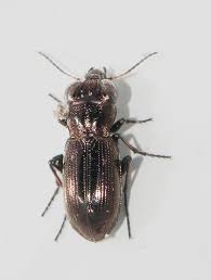 Attēlu rezultāti vaicājumam “Notiophilus germinyi”