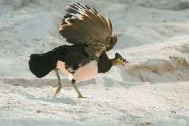 Attēlu rezultāti vaicājumam “Galliformes”