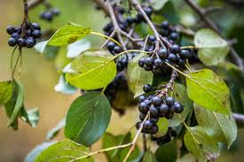 Attēlu rezultāti vaicājumam “Rhamnus cathartica fruit”