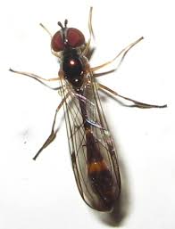 Attēlu rezultāti vaicājumam “Conopidae”