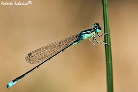 Attēlu rezultāti vaicājumam “Ischnura pumilio”