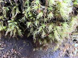 Attēlu rezultāti vaicājumam “Badhamiopsis macrospora spores”