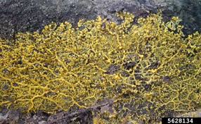 Attēlu rezultāti vaicājumam “Physaraceae”