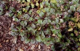 Attēlu rezultāti vaicājumam “Ajuga reptans leaf”