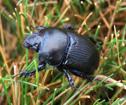 Attēlu rezultāti vaicājumam “Geotrupes”