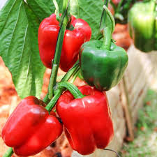 Afbeeldingsresultaat voor yolo wonder sweet pepper