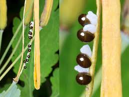 Image result for Chelidonium majus