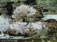 Attēlu rezultāti vaicājumam “Steccherinum fimbriatum”