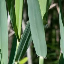 Attēlu rezultāti vaicājumam “Phragmites communis leaf”
