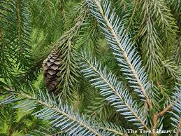 Attēlu rezultāti vaicājumam “Picea”