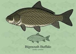 Image result for Ictiobus niger