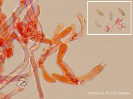 Attēlu rezultāti vaicājumam “Antrodia sinuosa”