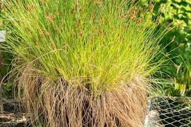 Attēlu rezultāti vaicājumam “Carex appropinquata leaf”