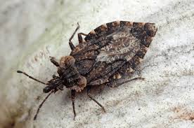 Attēlu rezultāti vaicājumam “Aradus betulae”