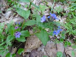 Attēlu rezultāti vaicājumam “Pulmonaria obscura”