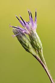 Attēlu rezultāti vaicājumam “Saussurea esthonica leaf”