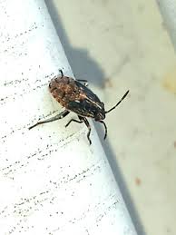 Attēlu rezultāti vaicājumam “Nithecus jacobaeae”