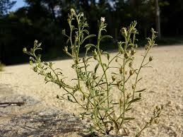 Attēlu rezultāti vaicājumam “Microrrhinum minus leaf”
