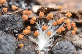 Attēlu rezultāti vaicājumam “Metatrichia floriformis stalked”