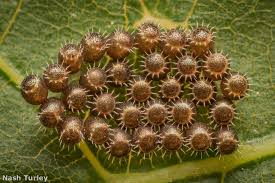 Attēlu rezultāti vaicājumam “Pentatomidae eggs”