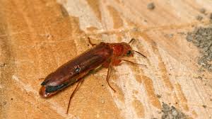 Attēlu rezultāti vaicājumam “Hylecoetus dermestoides”