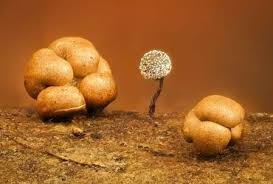 Attēlu rezultāti vaicājumam “Diderma subincarnatum”