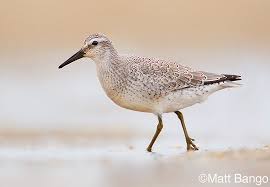 Attēlu rezultāti vaicājumam “Calidris canutus adult”